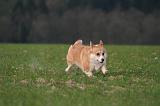 CORGI PEMBROKE 1462